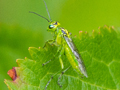 Rhogogaster chlorosoma